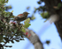 Apapane (immature), Hawaii