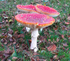 Fly Agaric