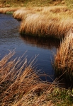 Abstract reeds
