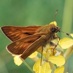 Large Skipper (Ochlodes sylvanus) ♂︎