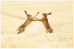 Mad July Hares 