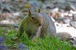 Grey Squirrel