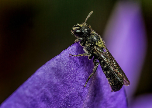 [I]Chelostoma campanularum[/I] male on a campanula flower.  Warwickshire garden, June 2014. (Note prongs at tip of ab…