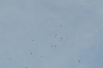 Alpine Swifts