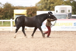 SBM_16295