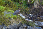 Dipper