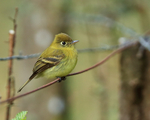 Yellowish Flycatcher, close side view, Costa Rica