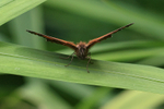 Gatekeeper resting front view, Oxfordshire, UK