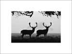 'Silhouettes' Holkham Estate