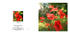 407 Poppies - Thinking of You