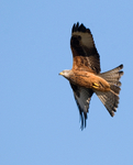 Red Kite