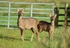 Roe Deer
