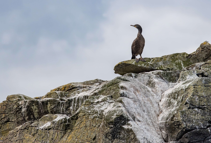 European Shag - Isle of Skye - Scotland