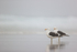 Kelp Gull pair, Saunders Island, Falklands