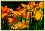 Tulipa 'Daydream' 2