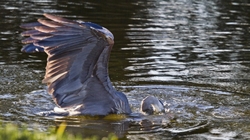 Great Blue Heron _0017