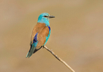 European Roller,
