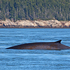 Finback Whale