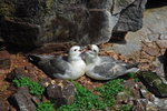 Fulmar