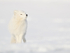 Arctic Fox sniffing, Svalbard, Norway