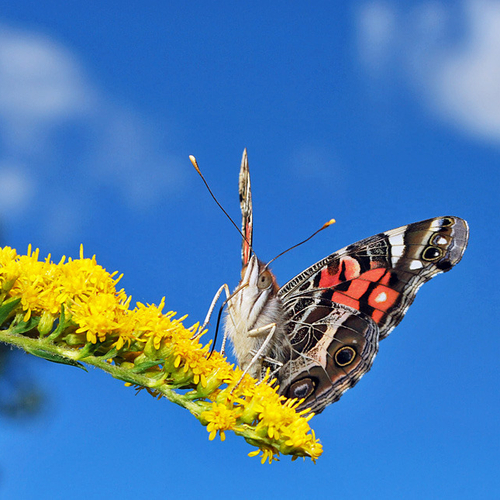 An American Lady on Goldenrod flower.