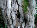 Crabtree - 10