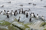 Common Guillemots