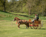 Attelage -681