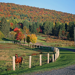 Autumn Horse New Brunswick Fall Foliage
