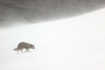 Arctic Fox heads into blizzard, Hornstrandir, Iceland