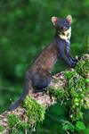 Pine Marten
