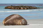 Elephant Seal
