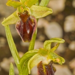 Early Spider Ophrys (Ophrys sphegodes.)