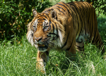Big Cats-3