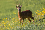 Roebuck