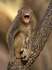 Rhesus Macaque - laughing