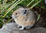 Pika at Mt. Rainier -3