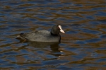 Coot