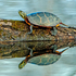 Eastern Painted Turtle Chrysemys picta picta.