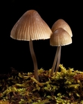 Mycena sp. (07)