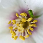 Green Bug