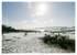 7 Sheep in the Snow, Robin Hood's Bay