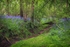 River bank bluebells