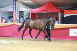 SBM_04179