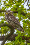 little owl  athena noctua-9655
