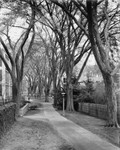American Elms, University Park, Pennsylvania 1977