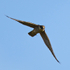 Hobby with Dragonfly at Otmoor RSPB