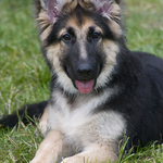 German Shepherd Pup