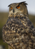 EAGLE OWL 7
