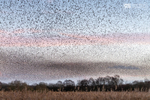 Starling Murmurations, Avalon Marshes_GS1136